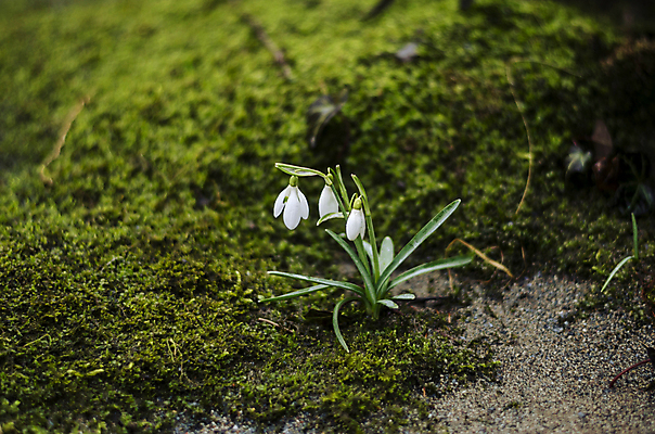 포토 JPG 해외이미지 식물 계절 꽃 모래 잎 꽃무늬 자연 이끼 사람없음 야외 초록색 봄 벚꽃 흰색 개화 그룹 숲 보케 내추럴 헌병 해외202004 해외포토 컬러 무늬 군인 생태계 파일형식 이미지허브
