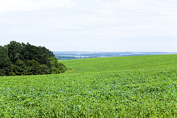 포토 JPG 해외이미지 나무 식물 밭 농업 자연 하늘 풍경 잔디 사람없음 야외 가로 여름 파란색 우주 환경 봄 활발 자유 시골 신선 땅 언덕 조경 장면 지역 넘어짐 수평선 세련 해외202004 해외포토 계절 산업 컬러 컨셉 모션 생태계 파일형식 이미지허브