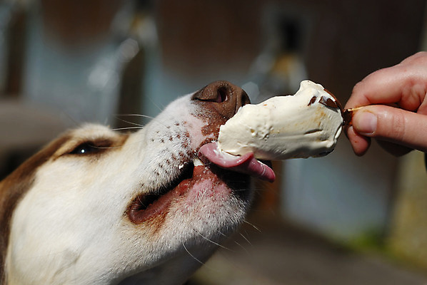 포토 JPG 해외이미지 동물 1 음식 장난 놀이 아이스크림 디저트 사람없음 야외 여름 반려동물 갈색 얼음 추위 흰색 대접 입 유머 개 달콤 핥기 작음 혀 먹기 배고픔 크림 코 나눔 송곳니 바보 지능 해외202004 해외포토 자연요소 계절 감정 컬러 포유류 모션 신체부위 맛 치아 크기 파일형식 이미지허브