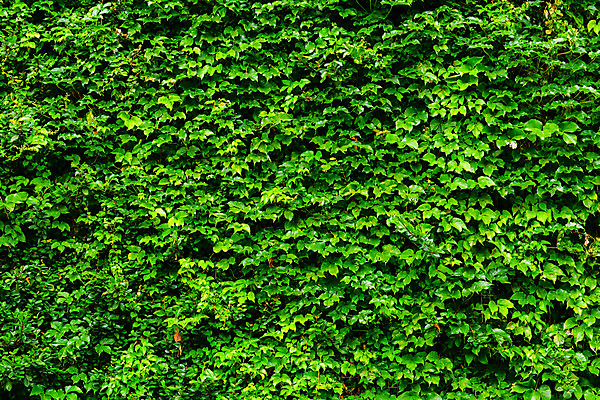 포토 JPG 해외이미지 식물 벽 백그라운드 잎 자연 사람없음 초록색 포도나무 아이비 내추럴 해외202004 해외포토 컬러 과일나무 생태계 파일형식 이미지허브