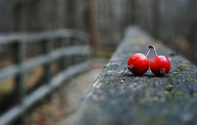 포토 JPG 해외이미지 나무 식물 디자인 계절 길 조각 여행 백그라운드 패턴 오렌지 자연 벽지 풍경 사람없음 야외 목재 장식 빨간색 컬러풀 갈색 가을 숲 질감 장면 내추럴 옛날 해외202004 해외포토 컬러 무늬 과일 재료 생태계 파일형식 이미지허브