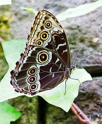 포토 JPG 해외이미지 동물 여행 나비 곤충 날개 생물 안테나 사람없음 초록색 검은색 중앙아메리카 닫기 숲 벨리즈 동물상 해외202004 해외포토 컬러 통신 모션 아메리카 조형물 파일형식 이미지허브