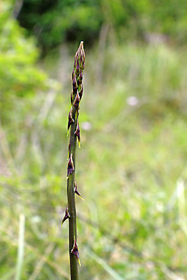 포토 JPG 해외이미지 접시 계절 음식 다이어트 채소 재료 자연 건강 요리 사람없음 초록색 새싹 식사 저녁식사 샐러드 신선 맛 먹기 허브 유기농 아스파라거스 날것 내추럴 생식 채식주의자 해외202004 해외포토 식물 식기 웰빙 컬러 컨셉 모션 생태계 채식 파일형식 이미지허브