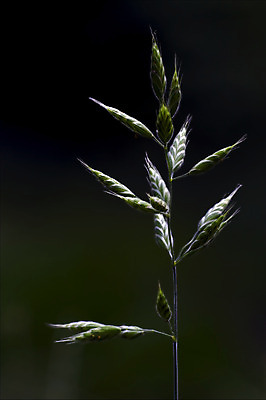 포토 JPG 해외이미지 꽃잎 꽃 줄기 백그라운드 패턴 자연 추상 그림자 사람없음 초록색 빛 갈색 정원 검은색 봄 이탈리아 회색 흰색 개화 닫기 떨어짐 4월 6월 9월 5월 질감 귀 꽃가루 5 8월 해외202004 해외포토 식물 계절 유럽 컬러 컨셉 무늬 모션 신체부위 숫자 날짜 가루 생태계 파일형식 이미지허브