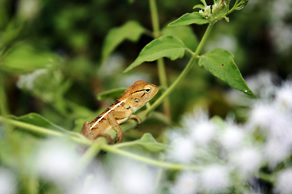 포토 JPG 해외이미지 식물 야생동물 백그라운드 잎 파충류 자연 생물 종류 사람없음 도마뱀 숨김 내추럴 기어가기 숨기 카멜레온 해외202004 해외포토 동물 컨셉 모션 생태계 파일형식 이미지허브