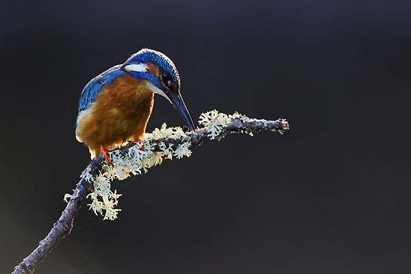 포토 JPG 해외이미지 주간 야생동물 자연 조류 사람없음 야외 나뭇가지 물새 물총새 해외202004 해외포토 자연요소 나무 동물 생태계 파일형식 이미지허브