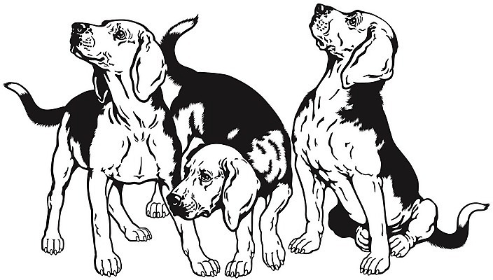 EPS 해외이미지 동물 일러스트 포유류 흑백 3 반려동물 개 사냥개 비글 송곳니 기르기 유래 해외202004 해외일러스트 촬영기법 치아 돌봄 파일형식 벡터 이미지허브