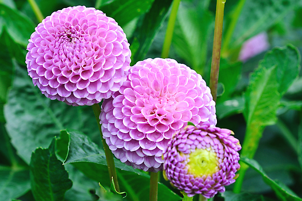 포토 JPG 해외이미지 식물 꽃잎 꽃 분홍색 꽃무늬 패턴 자연 3 사람없음 컬러풀 머리 환경 정원 보라색 활발 벚꽃 신선 원형 개화 이슬 달리아 제비꽃 묘사 내추럴 해외202004 해외포토 도형 컬러 컨셉 무늬 신체부위 생태계 파일형식 이미지허브