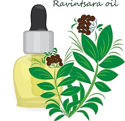 EPS 해외이미지 식물 디자인 꽃 잎 꽃무늬 일러스트 재료 자연 건강 치료 초록색 약 라벨 건강관리 화장품 나뭇가지 약초 상품 약국 수집 허브 향신료 그림 유기농 향기 아로마 침엽수 성분 아로마테라피 내추럴 보충 바이오 채식주의자 해외202004 해외일러스트 나무 웰빙 컬러 무늬 의학 프레임 관리 뷰티 풀_식물 생태계 채식 냄새 테라피 향미료 파일형식 벡터 이미지허브