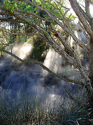 포토 JPG 해외이미지 나무 식물 공원 풍경 사람없음 빛 햇빛 태양 안개 더위 수증기 뉴질랜드 웅덩이 진흙 내추럴 지열 특별함 해외202004 해외포토 자연요소 공공시설 컨셉 날씨 오세아니아 파일형식 이미지허브