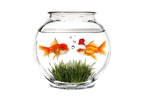 포토 JPG 해외이미지 동물 컨셉 크리스마스 2 유리 어류 사람없음 물 반려동물 흰색 사발 황금 어항 금붕어 바보 클라우스 해외202004 해외포토 자연요소 기념일 컬러 재질 수중동물 사기그릇 파일형식 이미지허브