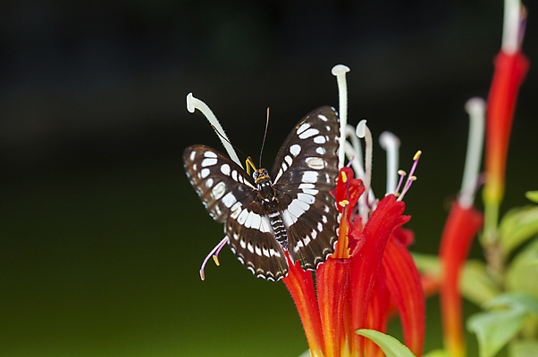 포토 JPG 해외이미지 응시 계절 꽃 나비 곤충 백그라운드 꽃무늬 패턴 날개 오렌지 자연 사람없음 초록색 여름 컬러풀 노란색 정원 검은색 봄 흰색 우아함 달콤 내추럴 해외202004 해외포토 식물 동물 시선 컬러 컨셉 무늬 과일 맛 생태계 파일형식 이미지허브