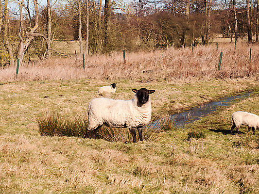 포토 JPG 해외이미지 동물 계절 문화 밭 농업 포유류 자연 하늘 산 털 풍경 사람없음 야외 초록색 여름 빛 농장 농경지 환경 맑음 가축 침묵 봄 흰색 시골 신선 양 그룹 주식 숲 방목 땅 언덕 장면 내추럴 양모 밭일 양털 인구 해외202004 해외포토 산업 컬러 날씨 금융 소리 직물 축산업 생태계 파일형식 이미지허브