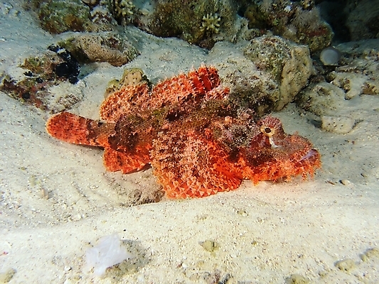 포토 JPG 해외이미지 식물 동물 야생동물 잎 자연 표면 어류 사람없음 초록색 물 여름 반사 사진촬영 수중 투명 스노클링 산호 잠수부 잠수함 암초 동물상 해외202004 해외포토 자연요소 계절 컬러 조형물 촬영 수중동물 수상스포츠 자포동물 전문직 생태계 파일형식 이미지허브