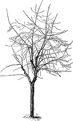 EPS 해외이미지 선 단풍 일러스트 미술 검은색 수확 흰색 은색 그림 판화 심각 제목 해외202004 해외일러스트 컬러 컨셉 잎 농업 문화예술 파일형식 벡터 이미지허브