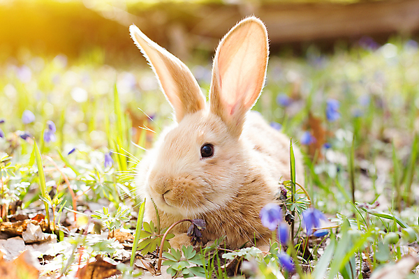 포토 JPG 해외이미지 잔디 사람없음 들꽃 토끼 해외202004 해외포토 식물 꽃 포유류 반려동물 파일형식 이미지허브