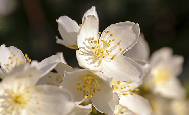 포토 JPG 해외이미지 나무 식물 계절 꽃잎 꽃 백그라운드 잎 자연 새로움 동양인 사람없음 초록색 머리 환경 정원 봄 벚꽃 흰색 나뭇가지 신선 맛 작음 5월 꽃가루 취급주의 세련 해외202004 해외포토 컬러 컨셉 경고 인종 신체부위 날짜 크기 가루 생태계 파일형식 이미지허브