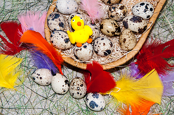 포토 JPG 해외이미지 전통 디자인 계절 꽃 컨셉 조류 휴가 부활절 병아리 사람없음 장식 컬러풀 노란색 바구니 계란 치킨 봄 축하 작음 심볼 솜털 해외202004 해외포토 식물 동물 기념일 컬러 알 크기 닭고기요리 파일형식 이미지허브