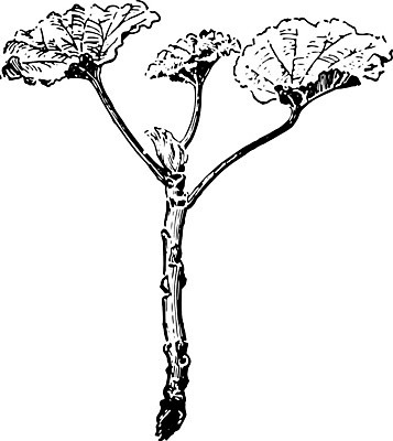 EPS 해외이미지 식물 선 일러스트 종류 미술 검은색 수확 흰색 자르기 그림 판화 심기 영원 제라늄 해외202004 해외일러스트 컬러 농업 모션 문화예술 파일형식 벡터 이미지허브