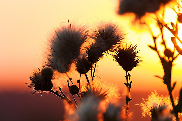 포토 JPG 해외이미지 식물 구름 계절 꽃 백그라운드 꽃무늬 밭 오렌지 자연 하늘 아침 바람 날씨 씨앗 풍경 사람없음 야외 빨간색 초록색 여름 파란색 빛 컬러풀 태양 노란색 일출 일몰 봄 카펫 촉촉함 벚꽃 가을 흰색 면 습지 러시아 솜털 내추럴 변소 시베리아 해외202004 해외포토 주간 자연요소 유럽 컬러 무늬 농업 과일 노을 젖음 생태계 파일형식 이미지허브