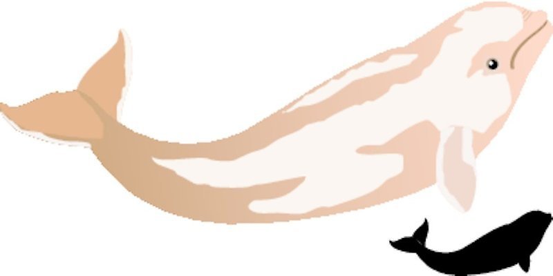 EPS 해외이미지 클립아트 동물 바다 일러스트 포유류 동물원 어류 미술 숫자 점프 검은색 흰색 서커스 만화 심볼 고래 사인 그림 육식 해외202004 해외일러스트 문자 컬러 모션 문화예술 수중동물 파일형식 벡터 이미지허브