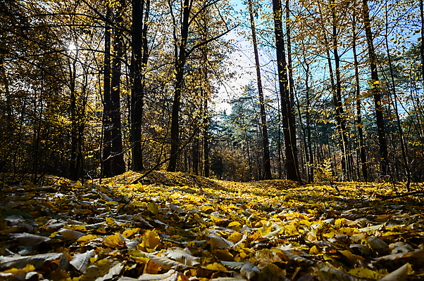 포토 JPG 해외이미지 나무 식물 계절 공원 길 여행 백그라운드 잎 자연 벽지 하늘 아침 풍경 사람없음 야외 목재 초록색 여름 파란색 빛 컬러풀 햇빛 태양 환경 맑음 봄 광선 가을 시골 신선 숲 장면 내추럴 해외202004 해외포토 주간 자연요소 공공시설 컬러 재료 날씨 생태계 파일형식 이미지허브