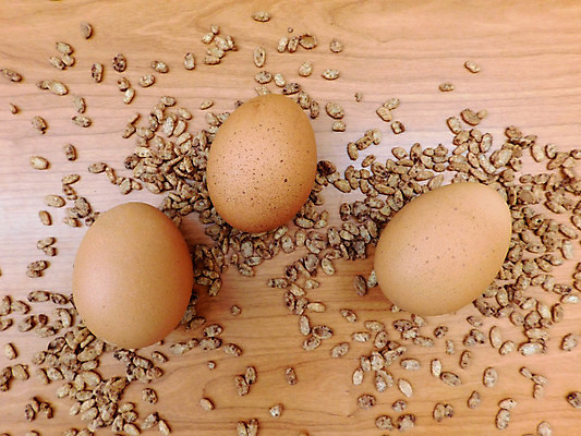 포토 JPG 해외이미지 동물 음식 백그라운드 재료 자연 조류 부활절 건강 요리 사람없음 농장 갈색 노란색 계란 치킨 껍질 흰색 신선 그룹 아침식사 먹기 싱글 유기농 날것 노른자 내추럴 고립 단백질 생식 취급주의 해외202004 해외포토 웰빙 기념일 컬러 농업 모션 경고 알 식사 생태계 닭고기요리 영양소 파일형식 이미지허브