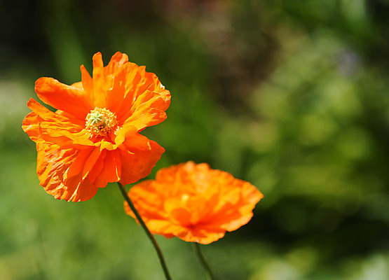 포토 JPG 해외이미지 식물 계절 꽃잎 꽃 줄기 백그라운드 잎 꽃무늬 밭 오렌지 자연 하늘 프레임 씨앗 풍경 사람없음 장식 빨간색 초록색 여름 농장 노란색 정원 봄 활발 들꽃 벚꽃 흰색 시골 땅 허브 원예 아로마 양귀비 내추럴 취급주의 해외202004 해외포토 컬러 컨셉 무늬 농업 과일 경고 취미 생태계 파일형식 이미지허브