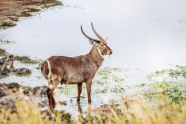포토 JPG 해외이미지 동물 척추동물 공원 야생동물 여행 포유류 아프리카 자연 초식동물 뿔 사람없음 야외 물 달러 황무지 보호 사파리 영양 남쪽 내추럴 가젤 남아프리카 사바나 생태학 전국 해외202004 해외포토 자연요소 공공시설 교육 나라 컨셉 돈 방향 생태계 파일형식 이미지허브