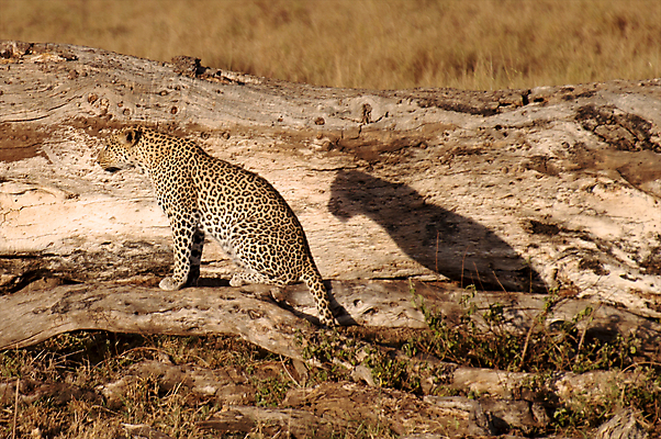 포토 JPG 해외이미지 나무 동물 응시 공원 얼굴 야생동물 스포츠 여행 포유류 아프리카 자연 수염 국립공원 사람없음 여행객 환경 고양이 나뭇가지 관찰 점 기다림 큼 검색 육식동물 표범 랜드마크 사바나 탄자니아 평야 해외202004 해외포토 멸종위기종 식물 시선 공공시설 나라 모션 사람 신체부위 반려동물 크기 생태계 파일형식 이미지허브