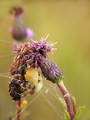 포토 JPG 해외이미지 곤충 자연 사람없음 초록색 거미줄 거미 사냥꾼 해외202004 해외포토 동물 직업 컬러 생태계 파일형식 이미지허브