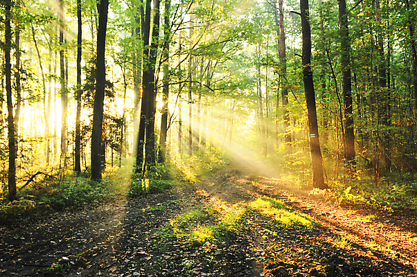 포토 JPG 해외이미지 나무 계절 공원 여행 백그라운드 단풍 자연 이끼 풍경 사람없음 목재 빛 햇빛 태양 평화 일출 환경 맑음 일몰 안개 광선 가을 나뭇가지 시골 소나무 황무지 숲 수분 땅 장면 내추럴 강렬 깊이 삼림지대 생태학 해외202004 해외포토 자연요소 식물 공공시설 교육 컨셉 잎 재료 날씨 노을 생태계 파일형식 이미지허브