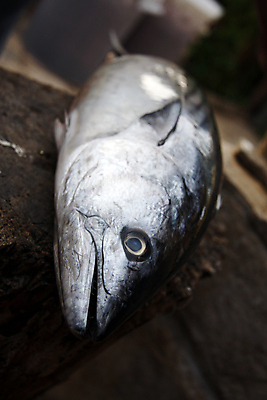 포토 JPG 해외이미지 음식 바다 다이어트 재료 건강 어류 요리 사람없음 주방 식사 신선 맛 해산물 준비 날것 해외202004 해외포토 컨셉 수중동물 파일형식이미지허브 