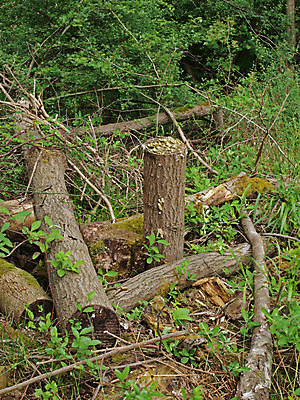 포토 JPG 해외이미지 나무 식물 부분 자연 사람없음 목재 초록색 갈색 쌓기 나뭇가지 소나무 숲 낟알 자르기 통나무 나무껍질 연료 잡동사니 내추럴 벌목 수목 옛날 개조 해외202004 해외포토 컬러 재료 모션 껍질 생태계 파일형식 이미지허브