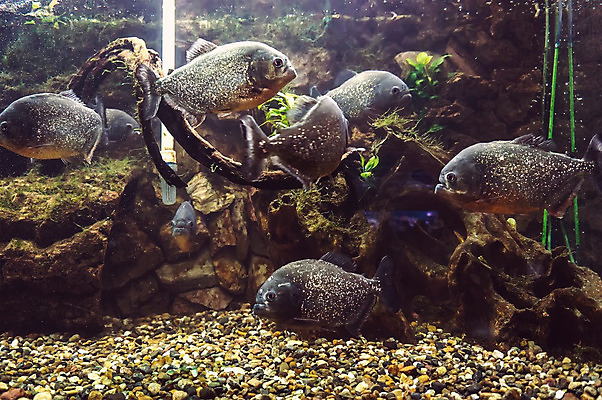 포토 JPG 해외이미지 동물 야생동물 자연 어류 사람없음 빨간색 물 컬러풀 수중 신선 치아 위험 육식동물 수족관 공격적 동물상 민물 이국적 해외202004 해외포토 자연요소 컬러 컨셉 조형물 수중동물 소화기관 생태계 파일형식 이미지허브