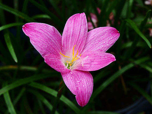 포토 JPG 해외이미지 식물 꽃 분홍색 사람없음 노란색 난초 우아함 닫기 순수 부추 해외202004 해외포토 컬러 컨셉 채소 모션 파일형식 이미지허브