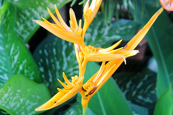 포토 JPG 해외이미지 식물 디자인 계절 공원 꽃 백그라운드 잎 패턴 농업 오렌지 자연 벽지 추상 손바닥 그림자 미술 사람없음 야외 장식 초록색 여름 파란색 빛 컬러풀 노란색 정원 스파 어둠 봄 수확 숲 묘사 질감 복고 생태학 엘리먼트 이국적 해외202004 해외포토 손 공공시설 교육 산업 컬러 무늬 과일 문화예술 생태계 파일형식 이미지허브