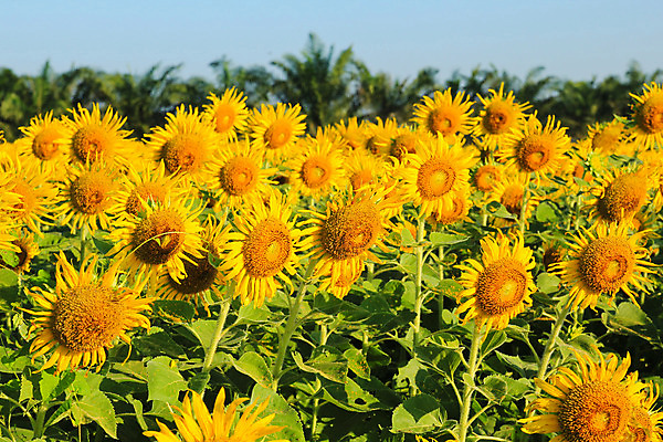 포토 JPG 해외이미지 식물 계절 꽃 백그라운드 꽃무늬 밭 농업 오렌지 자연 하늘 해바라기 풍경 사람없음 야외 초록색 여름 파란색 컬러풀 농장 노란색 정원 벚꽃 시골 개화 유기농 내추럴 해외202004 해외포토 웰빙 산업 컬러 무늬 과일 생태계 파일형식 이미지허브