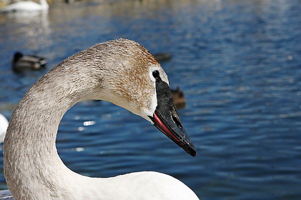 포토 JPG 해외이미지 동물 커플 호수 야생동물 날개 오렌지 가족 자연 조류 사랑 사람없음 야외 물 파란색 강 반사 평화 검은색 침묵 흰색 연못 우아함 심볼 순수 깃털 부리 백조 목 물새 단아함 서쪽 해외202004 해외포토 자연요소 감정 컬러 컨셉 과일 관계 신체부위 소리 방향 생태계 파일형식 이미지허브