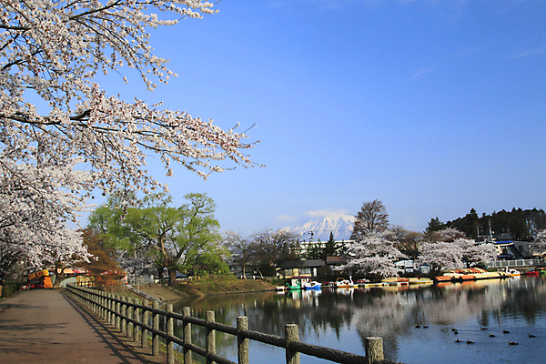 포토 JPG 해외이미지 식물 꽃 분홍색 꽃무늬 자연 사람없음 일본 봄 벚꽃 나뭇가지 개화 체리 닫기 4월 부드러움 내추럴 해외202004 해외포토 나무 계절 아시아 컬러 무늬 과일 모션 감각 날짜 생태계 파일형식 이미지허브