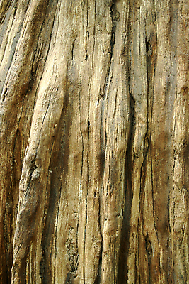 포토 JPG 해외이미지 나무 백그라운드 자연 사람없음 목재 갈색 거친 유기농 질감 내추럴 해외202004 해외포토 식물 웰빙 컬러 재료 생태계 파일형식 이미지허브