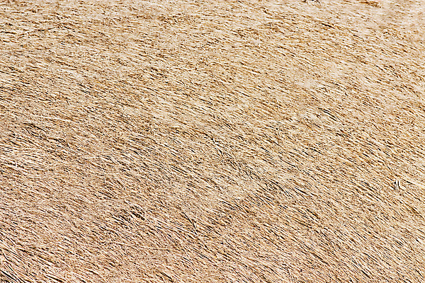 포토 JPG 해외이미지 식물 백그라운드 자연 지붕 추상 사람없음 빛 밀짚 특별함 흥미 해외202004 해외포토 컨셉 무늬 짚 생태계 파일형식 이미지허브