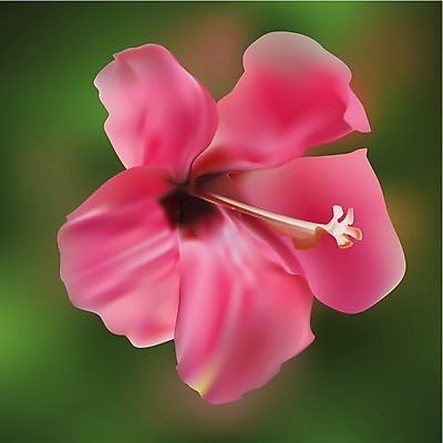 EPS 해외이미지 식물 계절 꽃잎 꽃 아시아 분홍색 백그라운드 꽃무늬 일러스트 자연 추상 휴가 장식 빨간색 여름 장미 디지털 정원 스파 페인트 성장 벚꽃 흰색 신선 개화 맛 싱글 하와이 꽃가루 망사 내추럴 고립 엘리먼트 이국적 히비스커스 알로하 해외202004 해외일러스트 나라 컬러 컨셉 무늬 미국 직물 인사 가루 생태계 파일형식 벡터 이미지허브