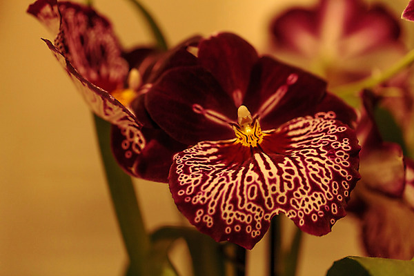 포토 JPG 해외이미지 식물 꽃잎 꽃 화초 선 분홍색 백그라운드 꽃무늬 자연 실내 사람없음 빨간색 흰색 난초 닫기 질감 이국적 해외202004 해외포토 컬러 무늬 모션 내부 생태계 파일형식 이미지허브