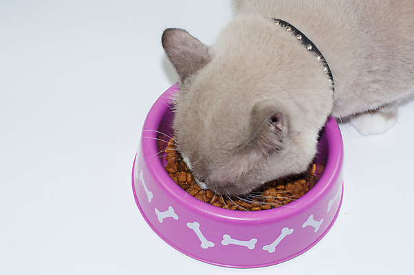 포토 JPG 해외이미지 동물 포유류 사람없음 고양이 먹기 솜털 고립 해외202004 해외포토 모션 반려동물 파일형식 이미지허브