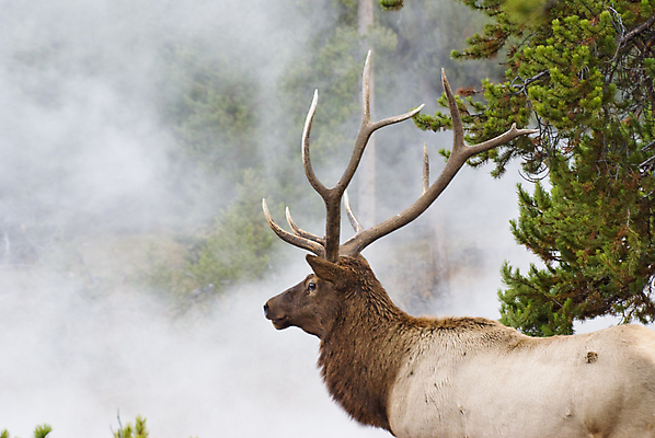 포토 JPG 해외이미지 주간 동물 야생동물 여행 포유류 자연 초식동물 뿔 사람없음 야외 가로 미국 공백 안개 수증기 바퀴자국 황소 엘크 와이오밍 해외202004 해외포토 자연요소 북아메리카 자국 날씨 소 생태계 파일형식 이미지허브