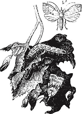 EPS 해외이미지 식물 동물 야생동물 곤충 날개 일러스트 자연 미술 검은색 수확 골동품 흰색 역사 그림 생물학 포도나무 판화 나방 내추럴 동물상 영원 옛날 해외202004 해외일러스트 교육 컬러 농업 문화예술 조형물 과일나무 생태계 파일형식 벡터 이미지허브