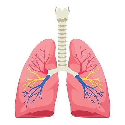 EPS 해외이미지 과학 백그라운드 일러스트 해부 건강 사람 약 오르간 허파 호흡기관 호흡 흉부 생물학 시스템 천식 해외202004 해외일러스트 교육 의학 장기_의학 건반악기 질병 파일형식 벡터 이미지허브