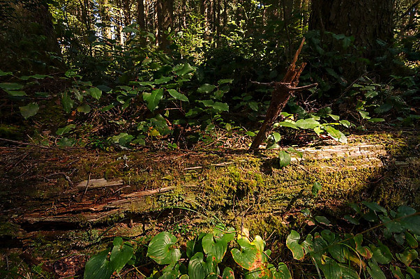 포토 JPG 해외이미지 나무 공원 여행 백그라운드 자연 풍경 사람없음 야외 목재 초록색 환경 미국 성장 나뭇가지 황무지 떨어짐 숲 큼 캘리포니아 나무껍질 북쪽 거인 내추럴 옛날 웅장함 전국 해외202004 해외포토 식물 공공시설 컬러 컨셉 북아메리카 재료 껍질 크기 방향 생태계 파일형식 이미지허브