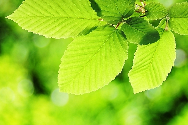 포토 JPG 해외이미지 나무 공원 컨셉 잎 자연 프레임 사람없음 태양 우주 환경 정원 맑음 봄 나뭇가지 인사 신선 신용카드 보호 숲 에코 생태계 보케 강렬 블러 생태학 카피스페이스 해외202004 해외포토 자연요소 식물 계절 공공시설 교육 날씨 금융 공백 예절 파일형식 이미지허브